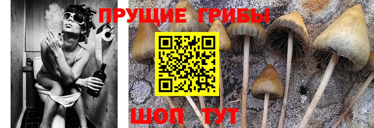 Вязники  Галлюциногенные грибы Magic Shrooms  Вход с VPN 